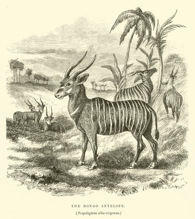 O Antílope Bongo, Trogelaphus albo-virgatus (gravura) de English School