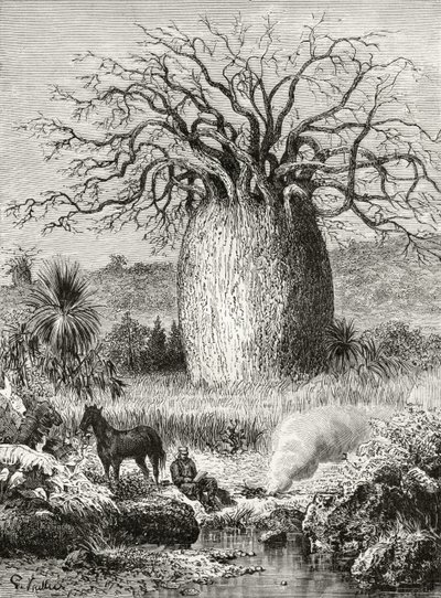 The Bottle Tree, de &39;Australian Pictures&39;, de Howard Willoughby, publicado pela Religious Tract Society, Londres, 1886 de English School
