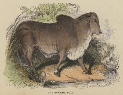 The Brahmin Bull (gravura colorida) de English School