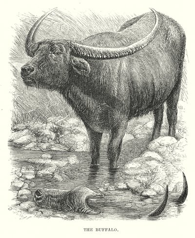 Der Büffel von English School