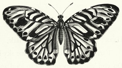 A borboleta (gravura) de English School