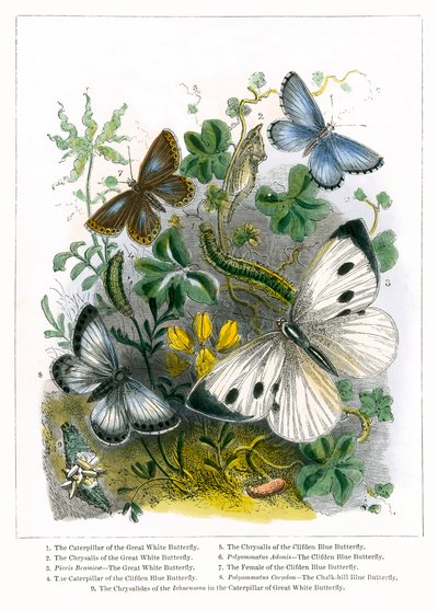 O viveiro das borboletas (gravura a cores) de English School