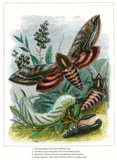 O viveiro das borboletas (gravura a cores) de English School