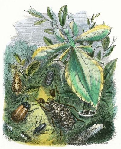 O Biotério da Borboleta de English School