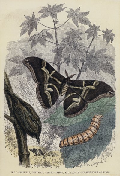 A Lagarta, Crisálida, Inseto Perfeito e Ovos de Minhoca da Seda da Índia (gravura colorida) de English School