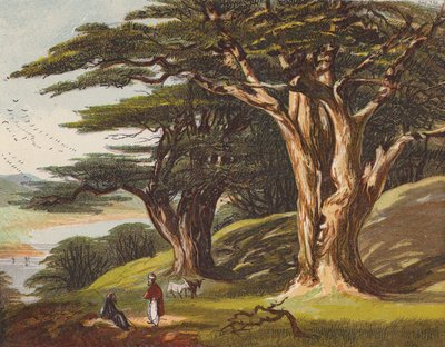 Os Cedros do Líbano (litografia a cores) de English School