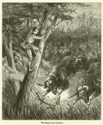 A Carga dos Búfalos (gravura) de English School