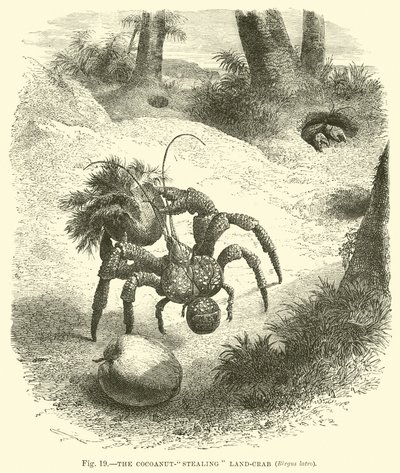 O caranguejo terrestre que rouba Cocoanut, o latão Birgus de English School