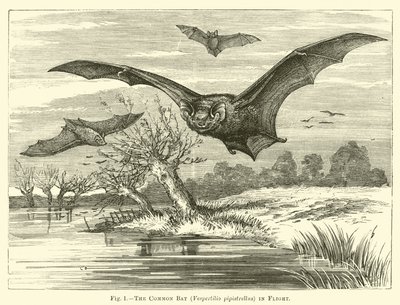 O morcego comum, Vespertilio pipistrellus, em vôo de English School