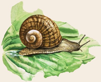 O caracol comum de jardim, ilustração de 