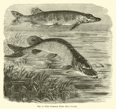 O lúcio comum, Esox lucius de English School