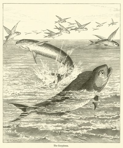 O Coryphene (gravura) de English School