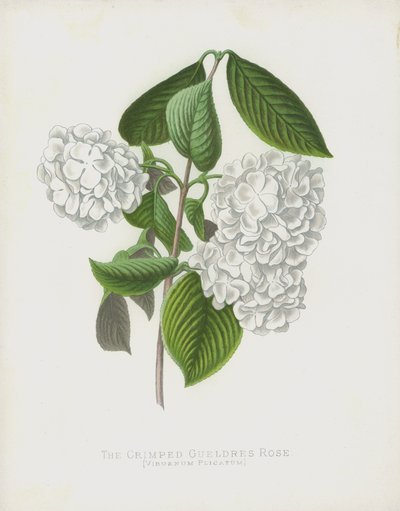 O Gueldres Crimped Rose, Viburnum Plicatum; var Dilatata de English School