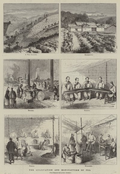 O cultivo e o fabrico do chá (gravura) de English School