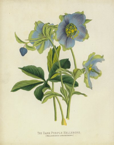 O Heléboro Roxo Escuro, Helleborus Atrorubens de English School