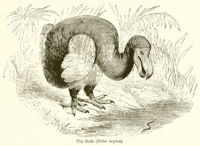 O Dodo (Didus ineptum) de English School