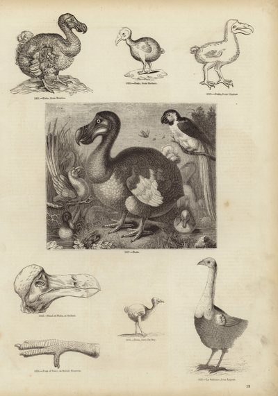 O dodo de English School