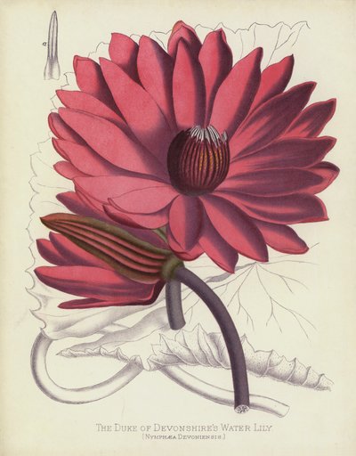 O lírio de água do Duque de Devonshires, Nymphaea Devoniensis de English School