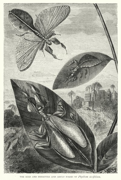 Ovos e formas imaturas e adultas de Phyllium siccifolium (gravura) de English School
