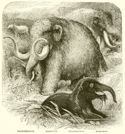 O elefante de English School