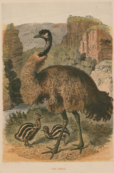 O emu de English School