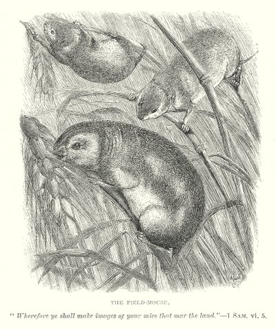 O Rato do Campo (gravura) de English School