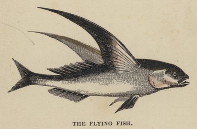 The Flying Fish (gravura colorida) de English School