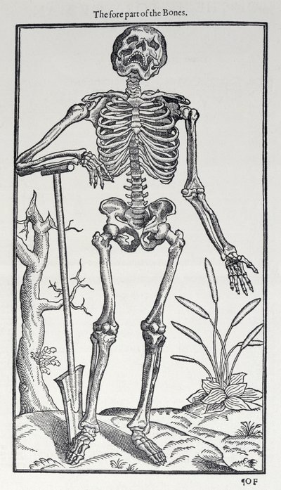 A parte anterior dos ossos, placa de The Historie of Man publicada por John Banister (1540-1610), 1578 de English School