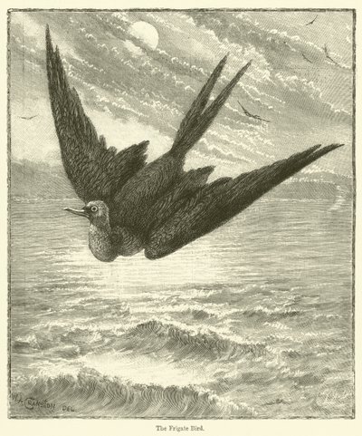 A Fragata (gravura) de English School