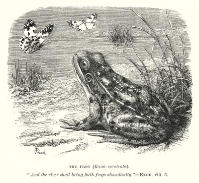 A Rã (Rona Esculenta) (gravura) de English School