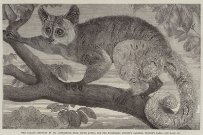 O Galago, trazido pelo Dr. Livingstone da África do Sul para os Jardins da Sociedade Zoológica, Regent