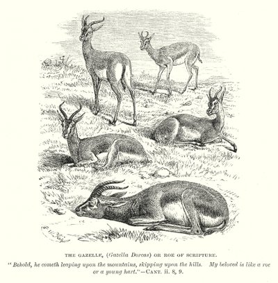 A gazela (Gazella Dorcas) ou ovelha da Escritura (gravura) de English School