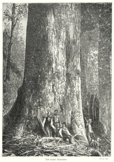 A árvore gigante (gravura) de English School
