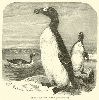 O Grande Auk, Alca impennis de English School