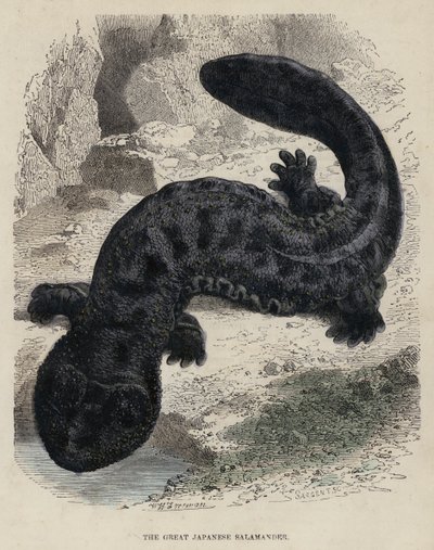 A Grande Salamandra Japonesa (gravura colorida) de English School