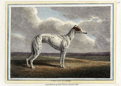 O Greyhound, pub. 1812 (gravura colorida à mão) de English School