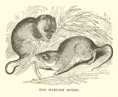 O Rato da Colheita (gravura) de English School