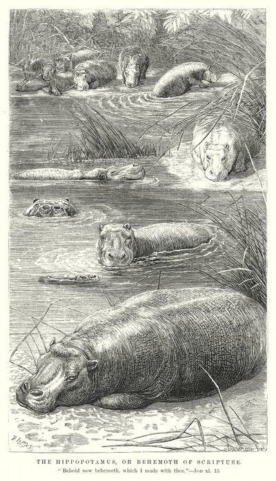 O Hipopótamo, ou Behemoth das Escrituras (gravura) de English School