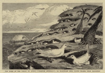 A casa do Paille en Queue ("Phaeton Aetherius"), ou pássaro contramestre, na Ilha Redonda, perto da Maurícia (gravura) de English School