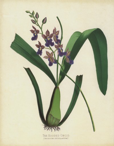 O Oncid Com Capuz, Oncidium Cuccullatum de English School