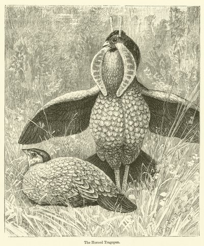 O Tragopan chifrudo (gravura) de English School