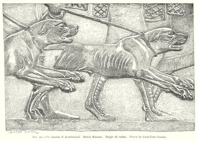 Os cães de caça de Assurbanipal. Museu Britânico (gravura) de English School