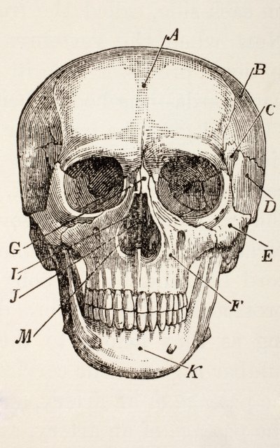 O crânio humano, c.1890 de English School