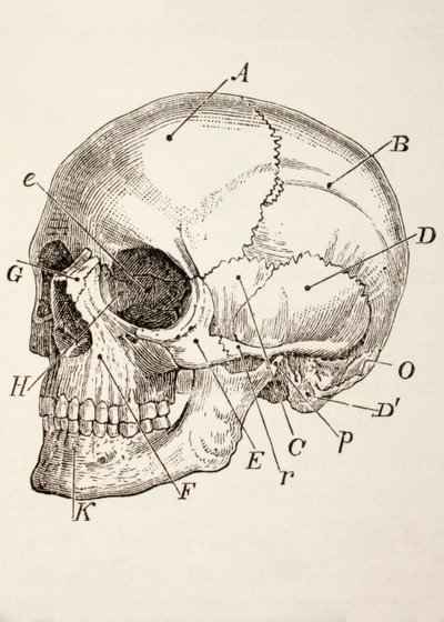 O crânio humano, c.1890 de English School