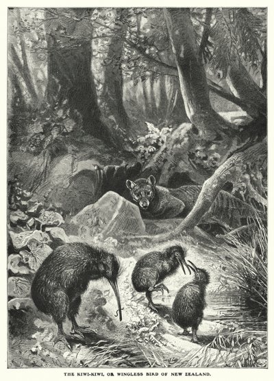 O Kiwi-Kiwi, ou ave sem asas da Nova Zelândia (gravura) de English School