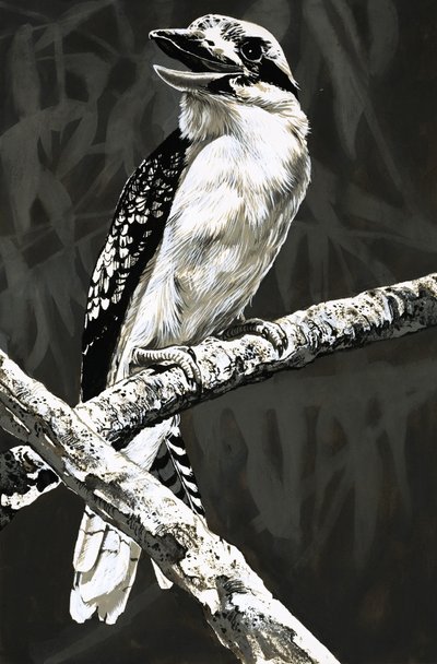 O Kookaburra de English School