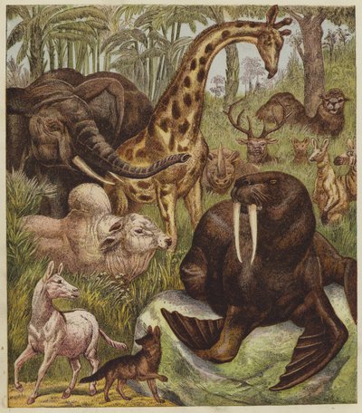 A Recepção do Leão (cor litho) de English School