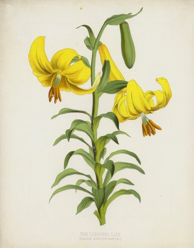 O Loddiges Lily, Lilium Loddigesianum de English School