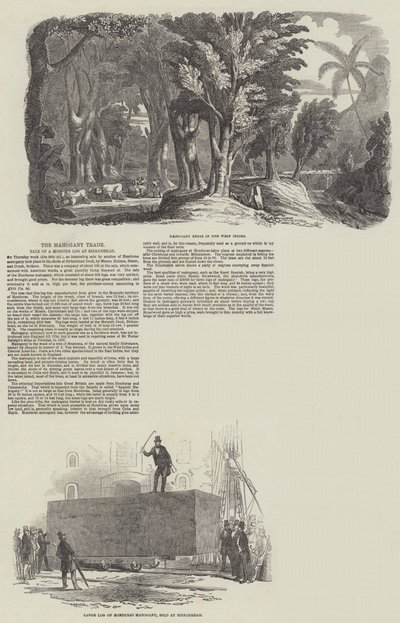 O Comércio de Mogno, Venda de um Monster Log na Birkenhead (gravura) de English School