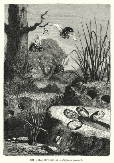 As Metamorfoses de Anthophora personata (gravura) de English School